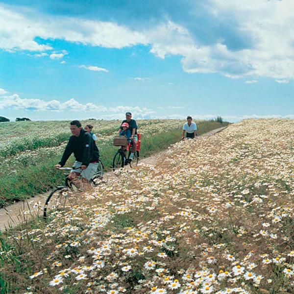 Cykelferie i Danmark