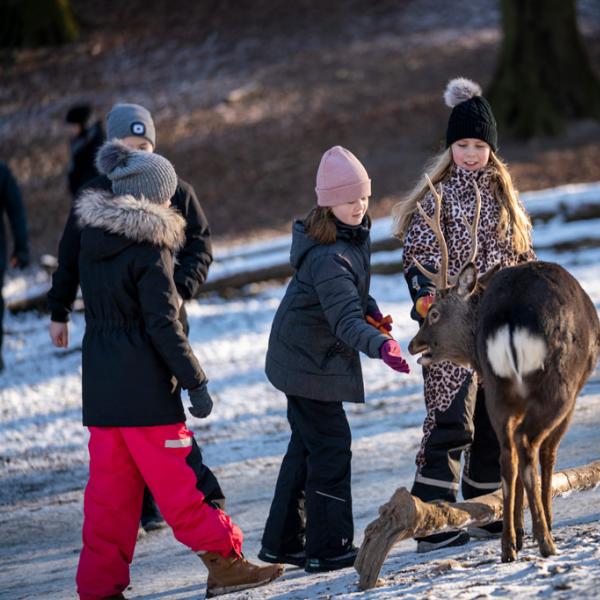 Vinter i dyrehaven i Aarhus