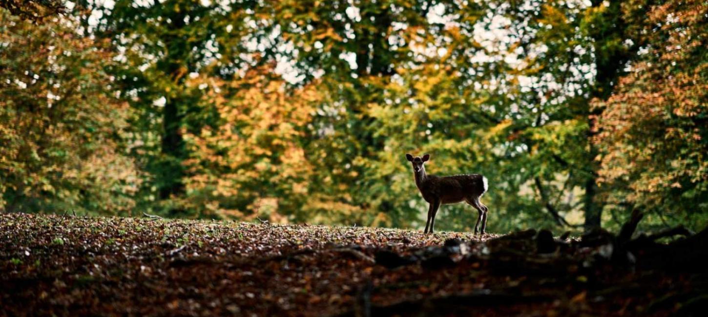 Tierpark in Aarhus