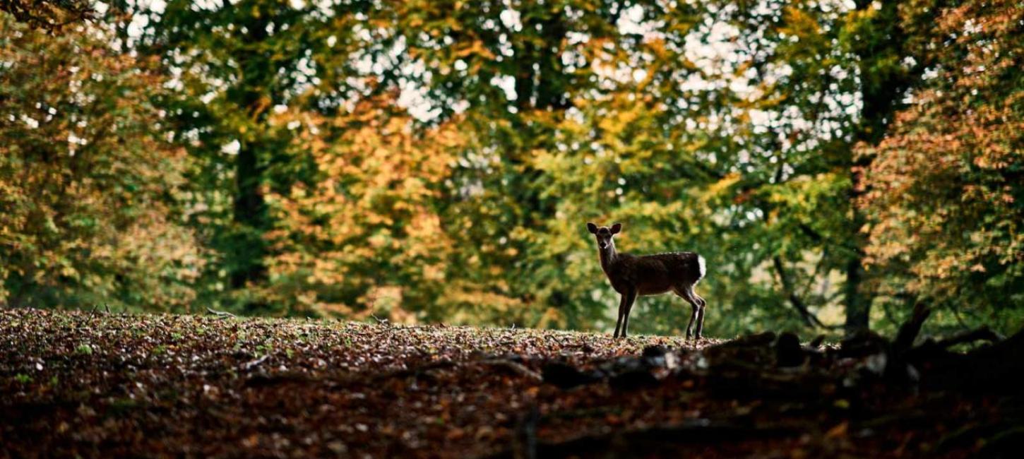 Tierpark in Aarhus