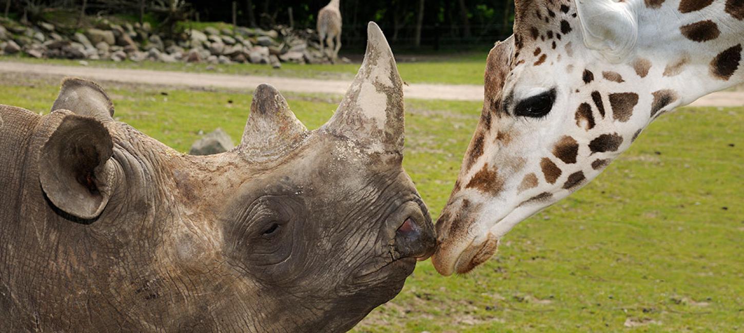 Næsehorn og giraffen hilser på hinanden i Ree Park Safari på Djursland