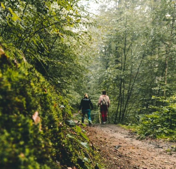 Vandring i Silkeborgskovene