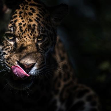 Randers Regnskov jaguaren Balam