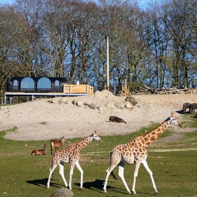 Overnatning i Ree Park Safari ved girafferne