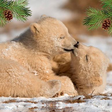 Julehygge for Isbjørneunger i Skandinavisk Dyrepark