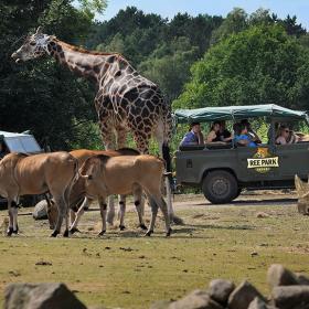 Ree Park Safari