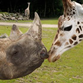 Næsehorn og giraffen hilser på hinanden i Ree Park Safari på Djursland