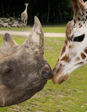 Næsehorn og giraffen hilser på hinanden i Ree Park Safari på Djursland